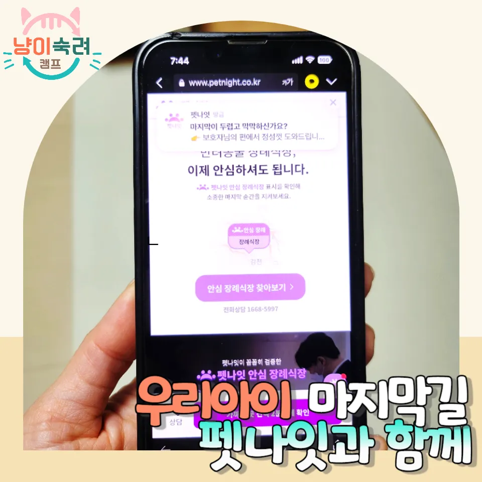 고양이 장례식장 비교 및 비용 안내: 펫나잇으로 합리적인 선택