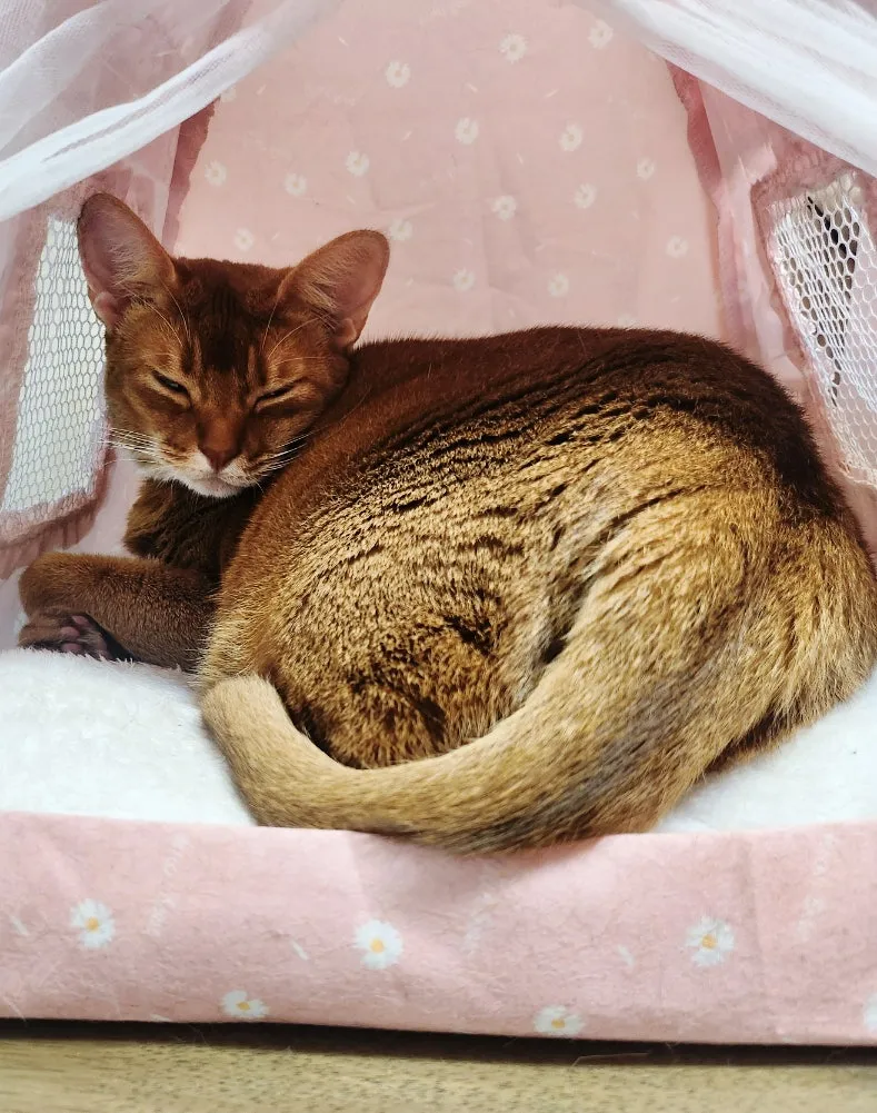 고양이 장례식장 비교 및 비용 안내: 펫나잇으로 합리적인 선택 — 사진 4