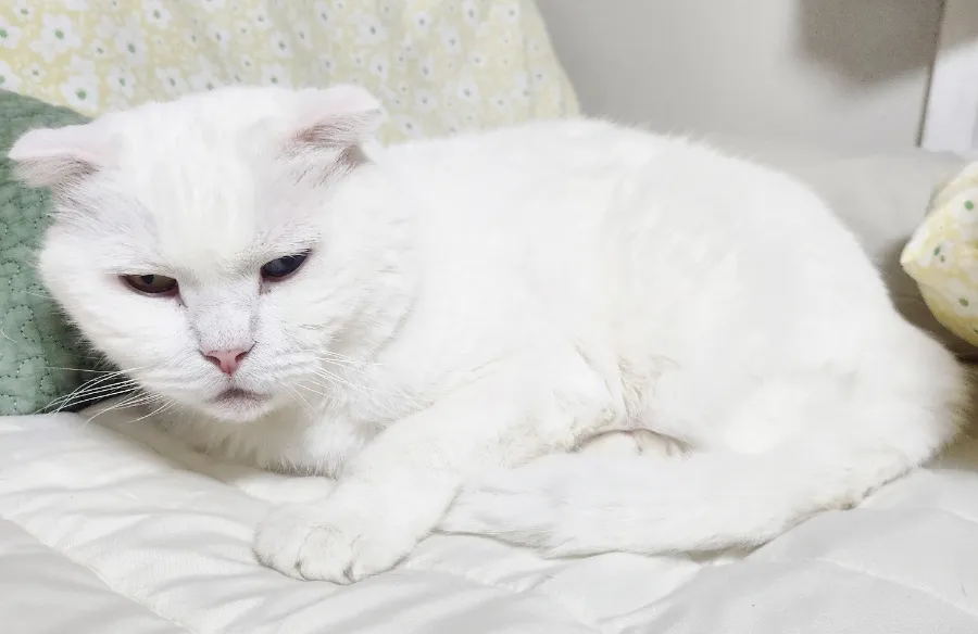 고양이 장례식장 비교 및 비용 안내: 펫나잇으로 합리적인 선택 — 사진 7