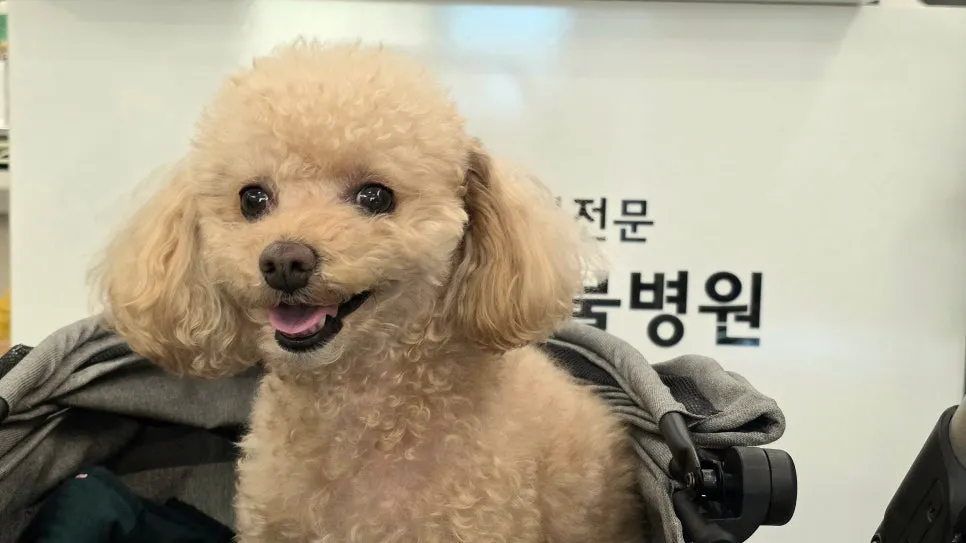 부산 푸들 생애 첫 스케일링, 치과 전문병원 비용 및 후기