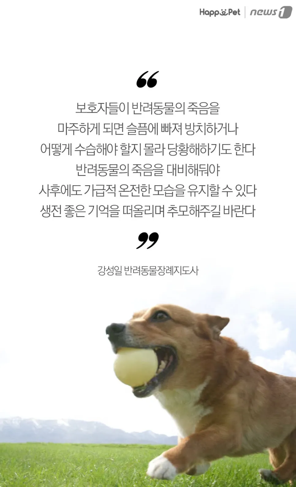 강아지 장례 후기: 펫포레스트에서 구름이와의 마지막 인사 — 사진 3