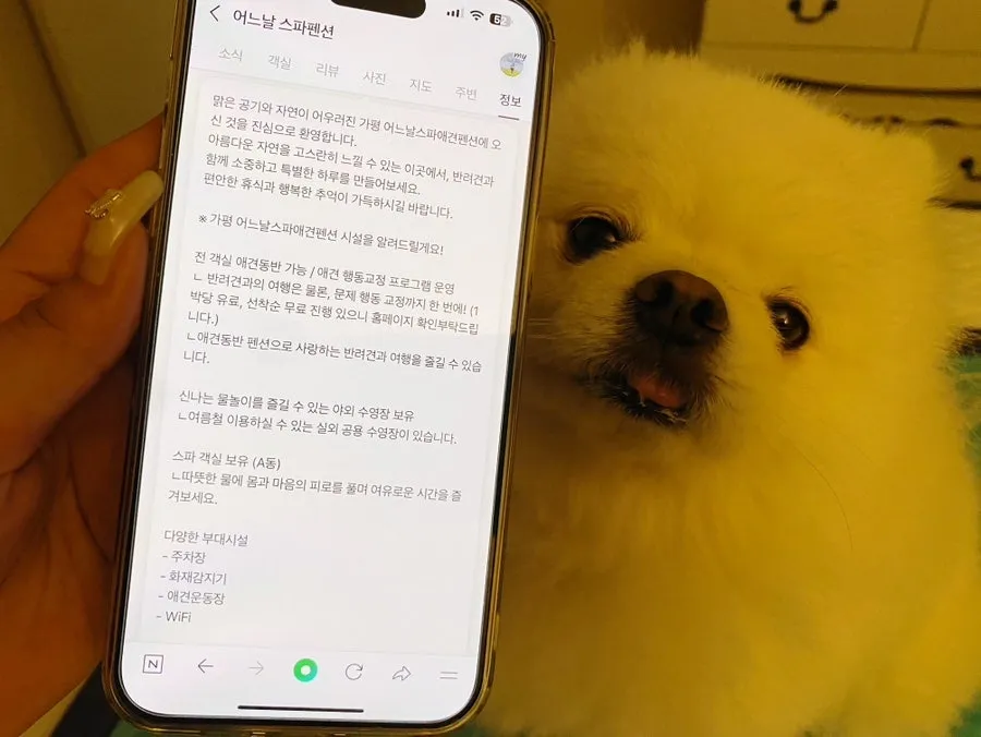 가평 강아지 행동교정 훈련: 입질·짖음·분리불안 교육 — 사진 3