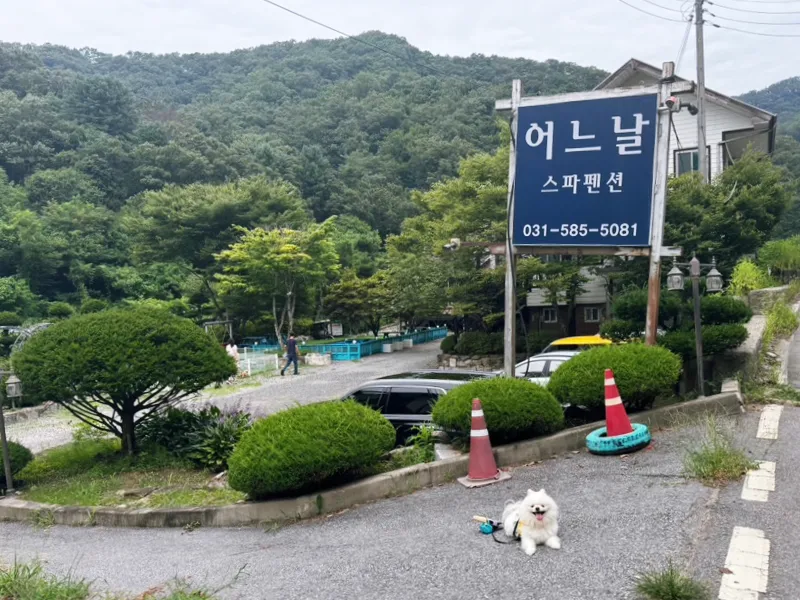 가평 강아지 행동교정 훈련: 입질·짖음·분리불안 교육 — 사진 5