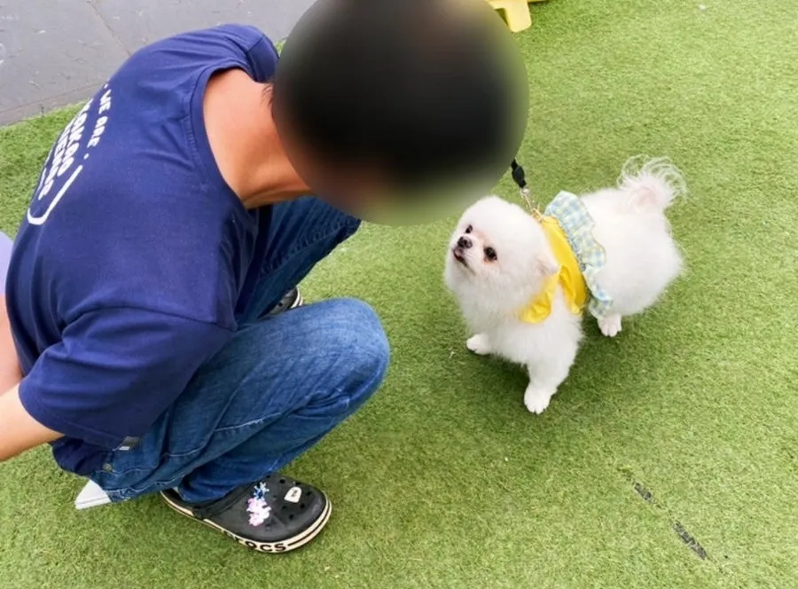 가평 강아지 행동교정 훈련: 입질·짖음·분리불안 교육 — 사진 6