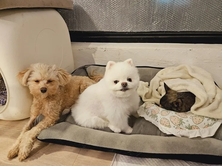 부산 유기견 입양 후기: 말티즈 '수지' 가족되기
