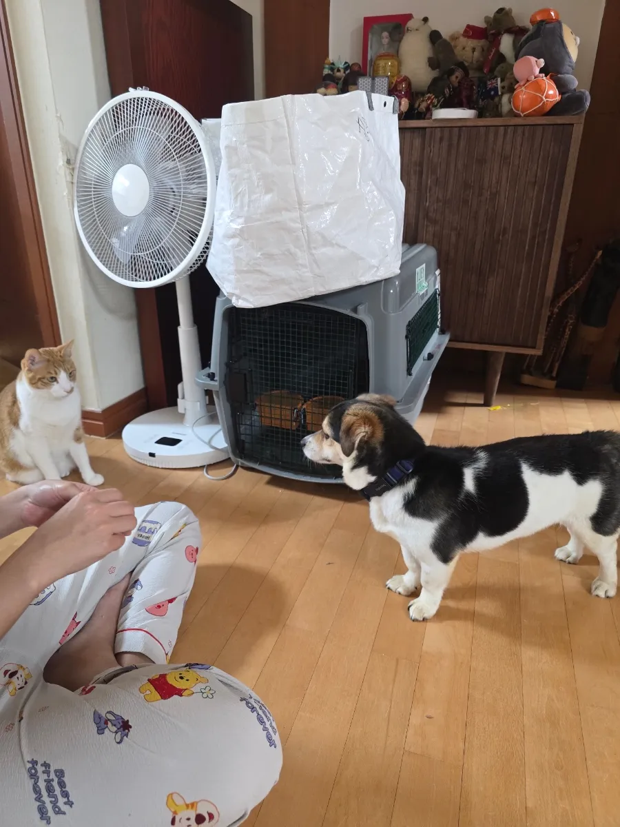 겁 많은 강아지 산책 훈련: 4주 임보 후기 및 전문가 도움 — 사진 2