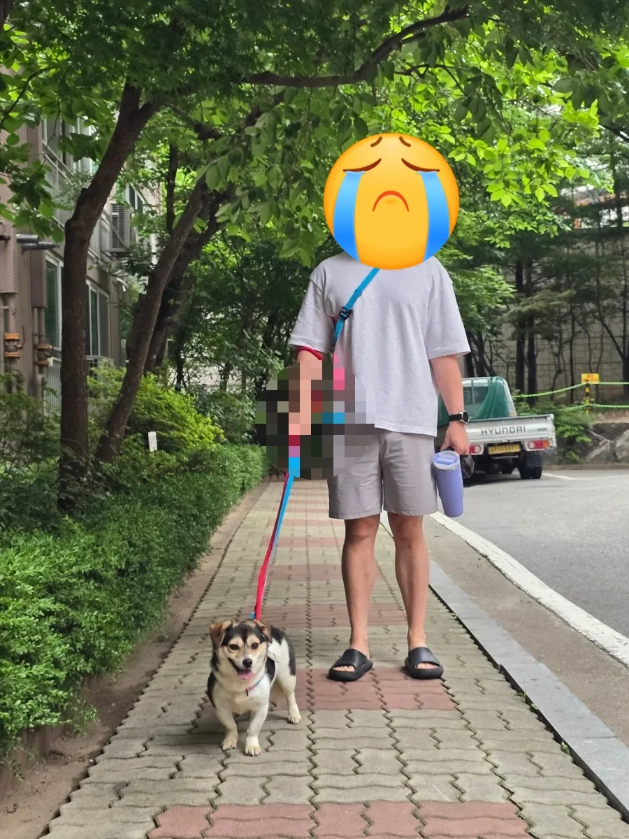 겁 많은 강아지 산책 훈련: 4주 임보 후기 및 전문가 도움 — 사진 10