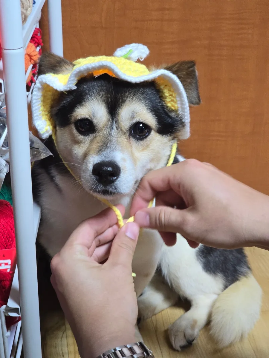 겁 많은 강아지 산책 훈련: 4주 임보 후기 및 전문가 도움 — 사진 15