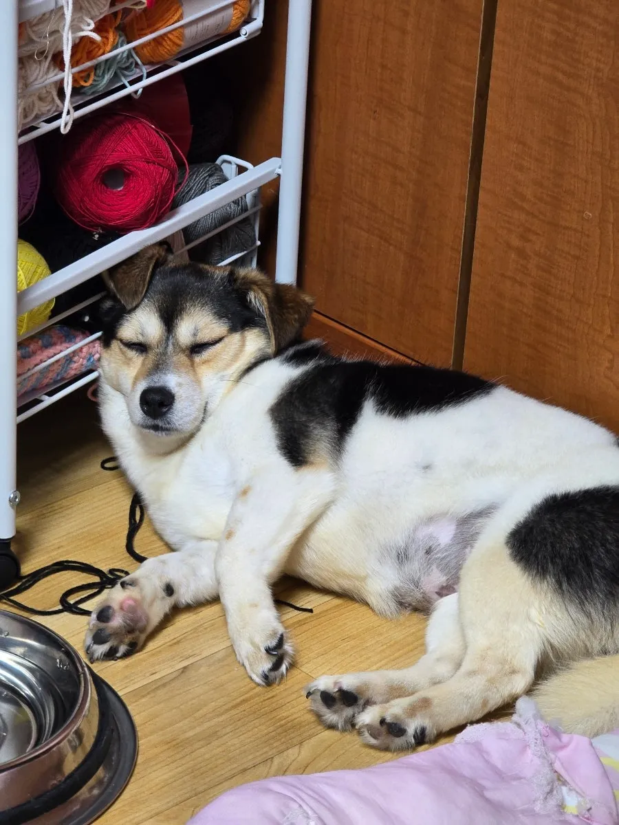 겁 많은 강아지 산책 훈련: 4주 임보 후기 및 전문가 도움 — 사진 17