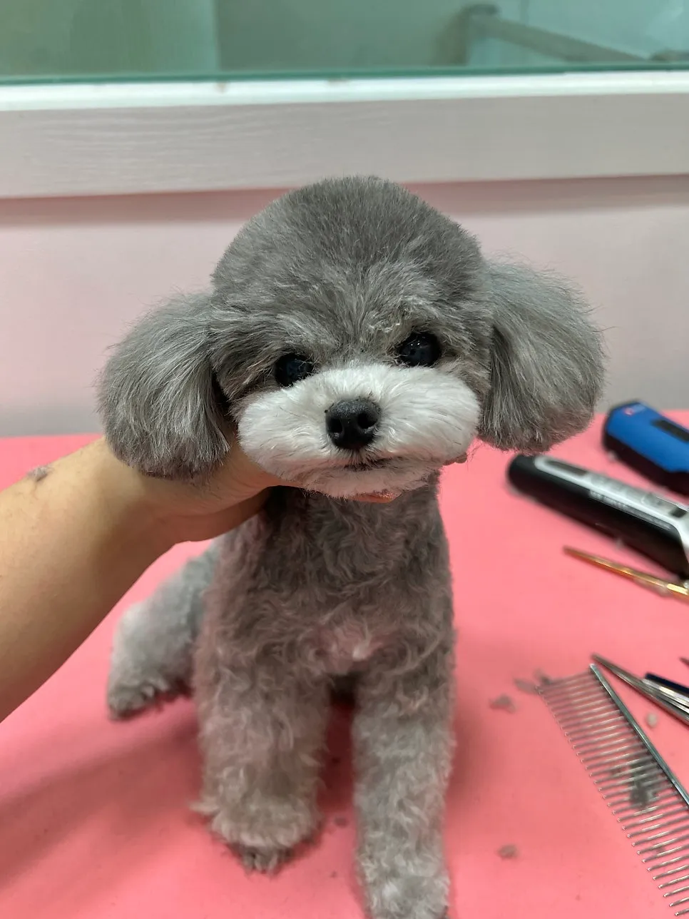 영광 애견미용 해피댕스, 강아지 맞춤 스타일링 후기 — 사진 12