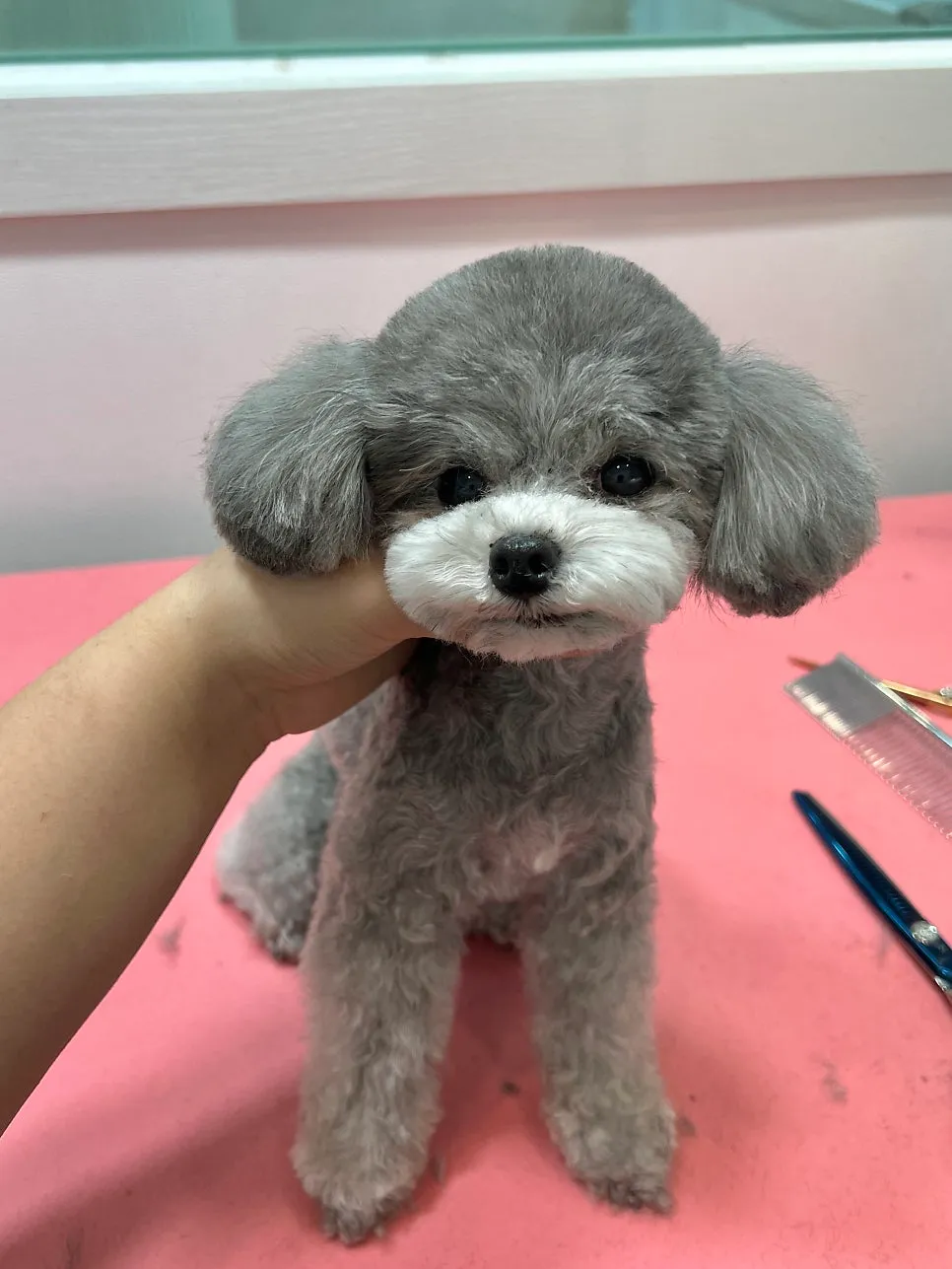 영광 애견미용 해피댕스, 강아지 맞춤 스타일링 후기 — 사진 13