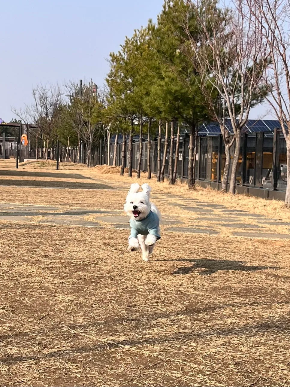 오산 강아지 슬개골 탈구 수술, 24시 하나린 동물의료센터 후기 — 사진 3