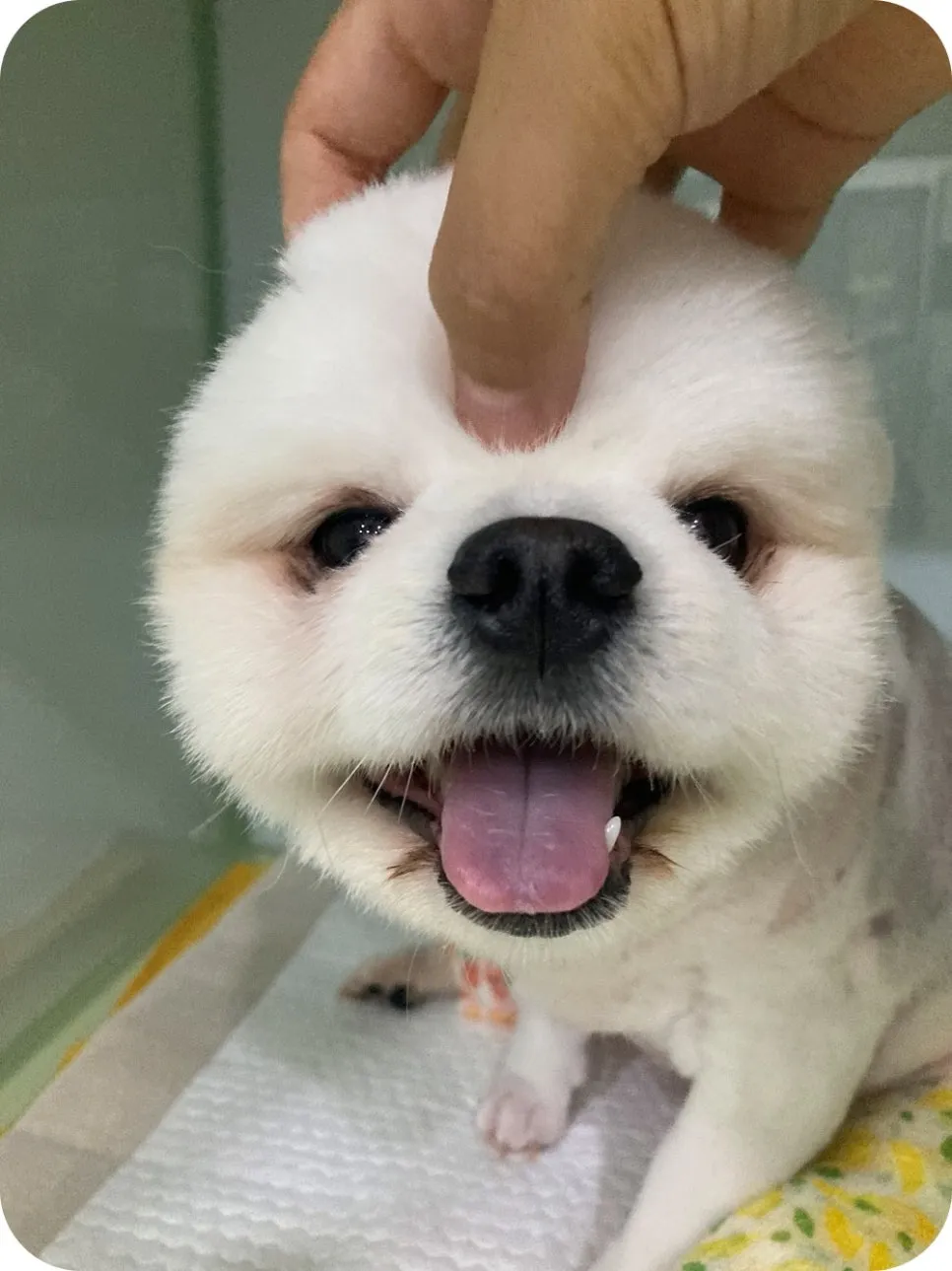 포메라니안 슬개골탈구 수술 후기: 회복 과정 및 비용 안내 — 사진 3