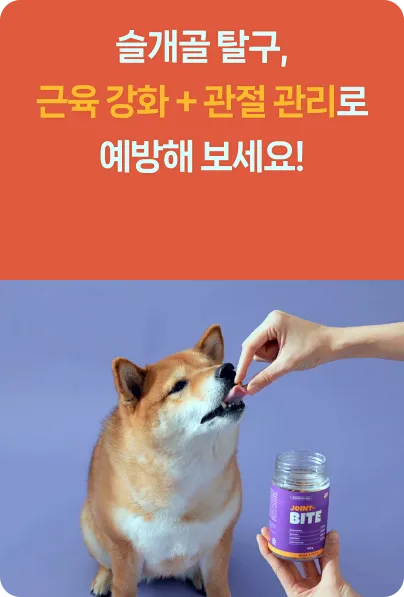 말티즈 슬개골 탈구 수술 후 관리, 조인트바이트 영양제 후기 — 사진 9
