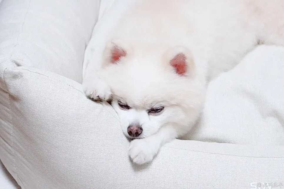 강아지 중성화 수술 비용, 회복 관리 및 성격 변화 완벽 가이드 — 사진 5