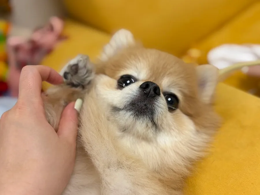 인천 포메라니안 미용: 화이트베베 1cm 곰돌이컷 후기 — 사진 3