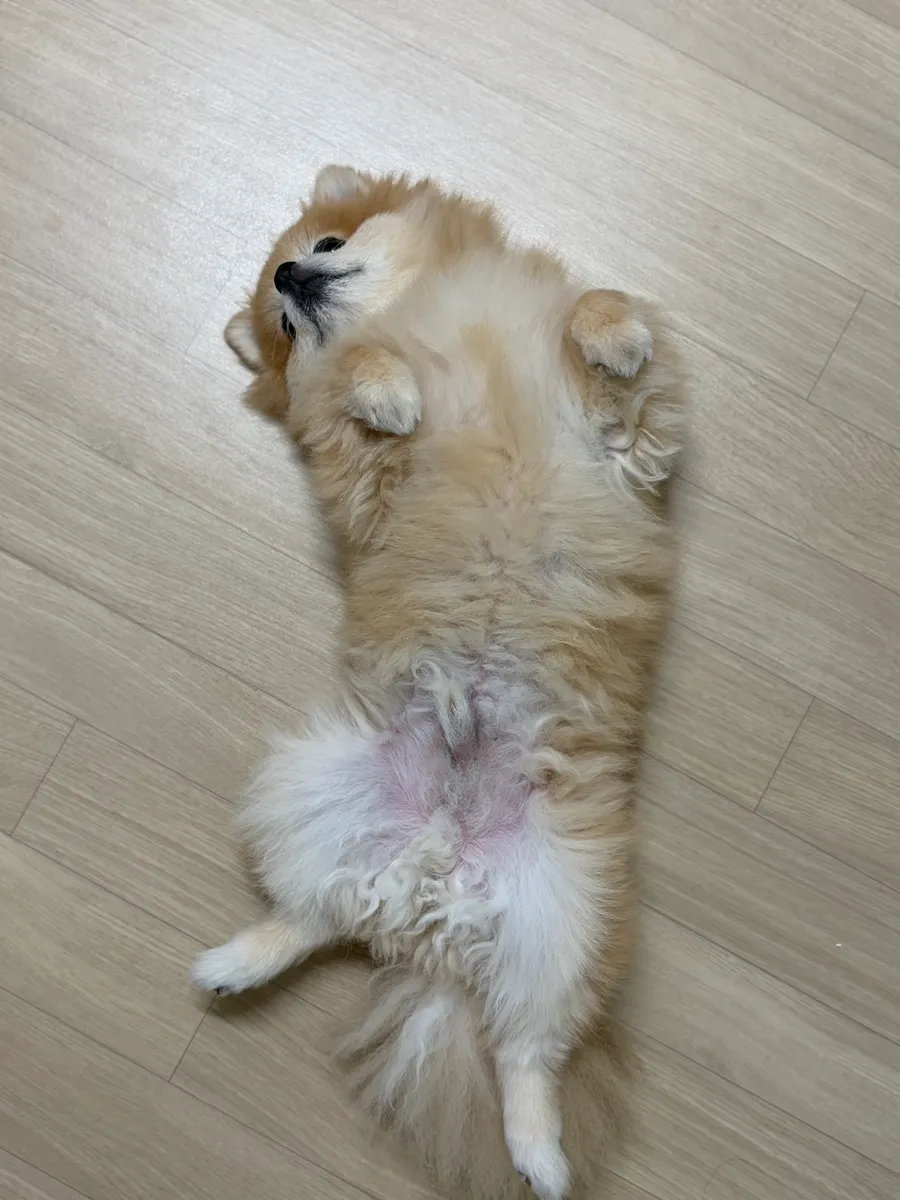 인천 포메라니안 미용: 화이트베베 1cm 곰돌이컷 후기 — 사진 4