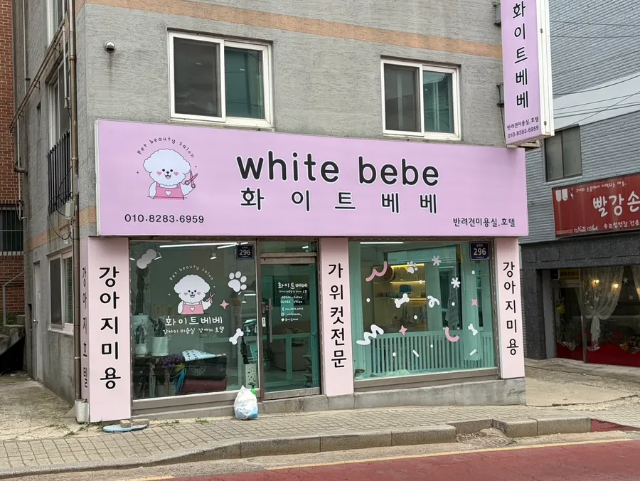 인천 포메라니안 미용: 화이트베베 1cm 곰돌이컷 후기 — 사진 5