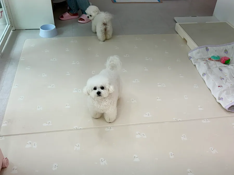 인천 포메라니안 미용: 화이트베베 1cm 곰돌이컷 후기 — 사진 8