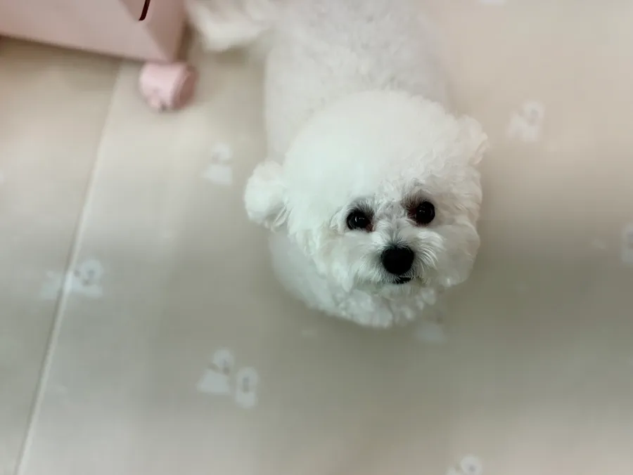 인천 포메라니안 미용: 화이트베베 1cm 곰돌이컷 후기 — 사진 9