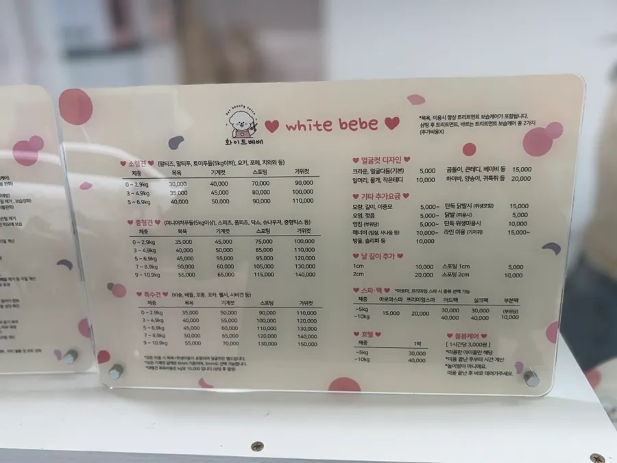 인천 포메라니안 미용: 화이트베베 1cm 곰돌이컷 후기 — 사진 11
