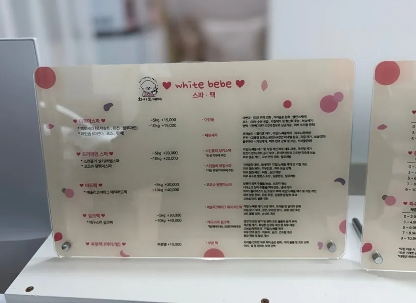 인천 포메라니안 미용: 화이트베베 1cm 곰돌이컷 후기 — 사진 12