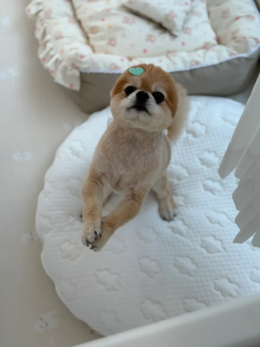 인천 포메라니안 미용: 화이트베베 1cm 곰돌이컷 후기 — 사진 16