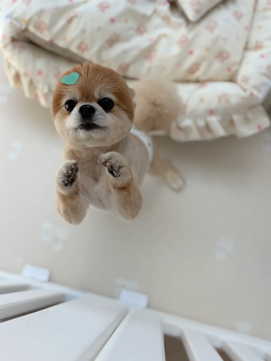 인천 포메라니안 미용: 화이트베베 1cm 곰돌이컷 후기 — 사진 17