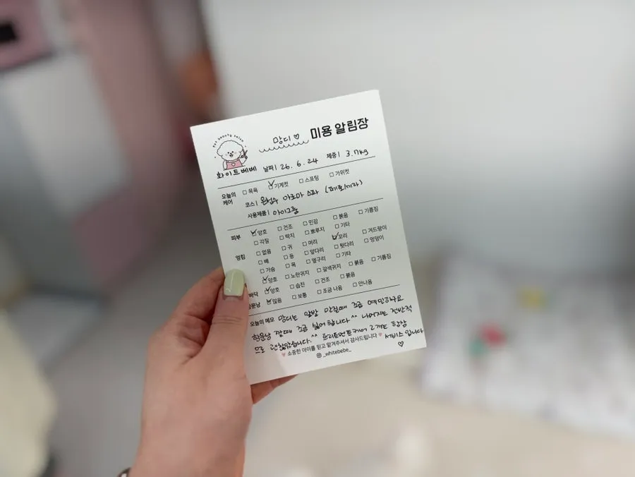 인천 포메라니안 미용: 화이트베베 1cm 곰돌이컷 후기 — 사진 20