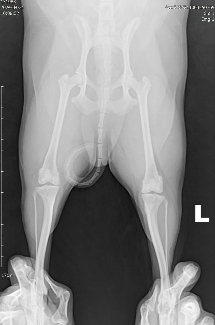 포메라니안 슬개골 수술 후기: 2년 후 건강한 근황 — 사진 4