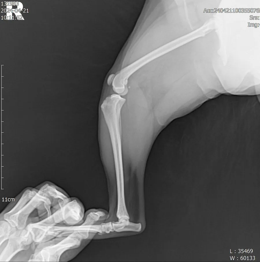 포메라니안 슬개골 수술 후기: 2년 후 건강한 근황 — 사진 7