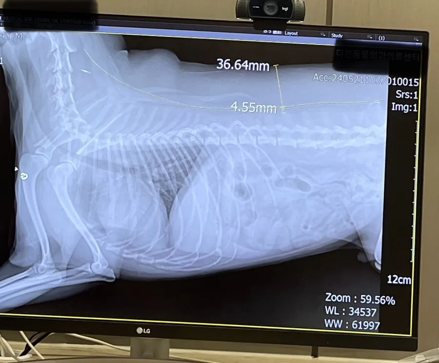 포메라니안 슬개골 수술 후기: 2년 후 건강한 근황 — 사진 8