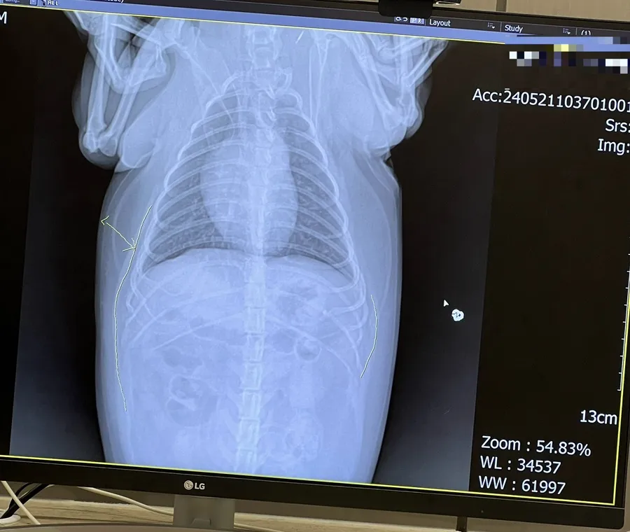 포메라니안 슬개골 수술 후기: 2년 후 건강한 근황 — 사진 9