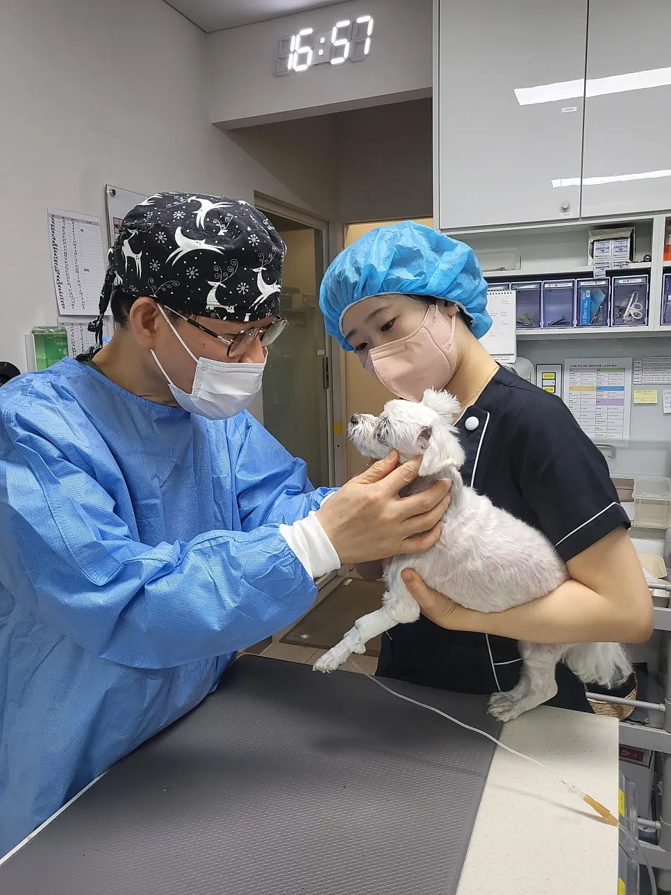 말티즈 강아지 스케일링, 부산 치과 전문 병원 비용 및 후기 — 사진 9