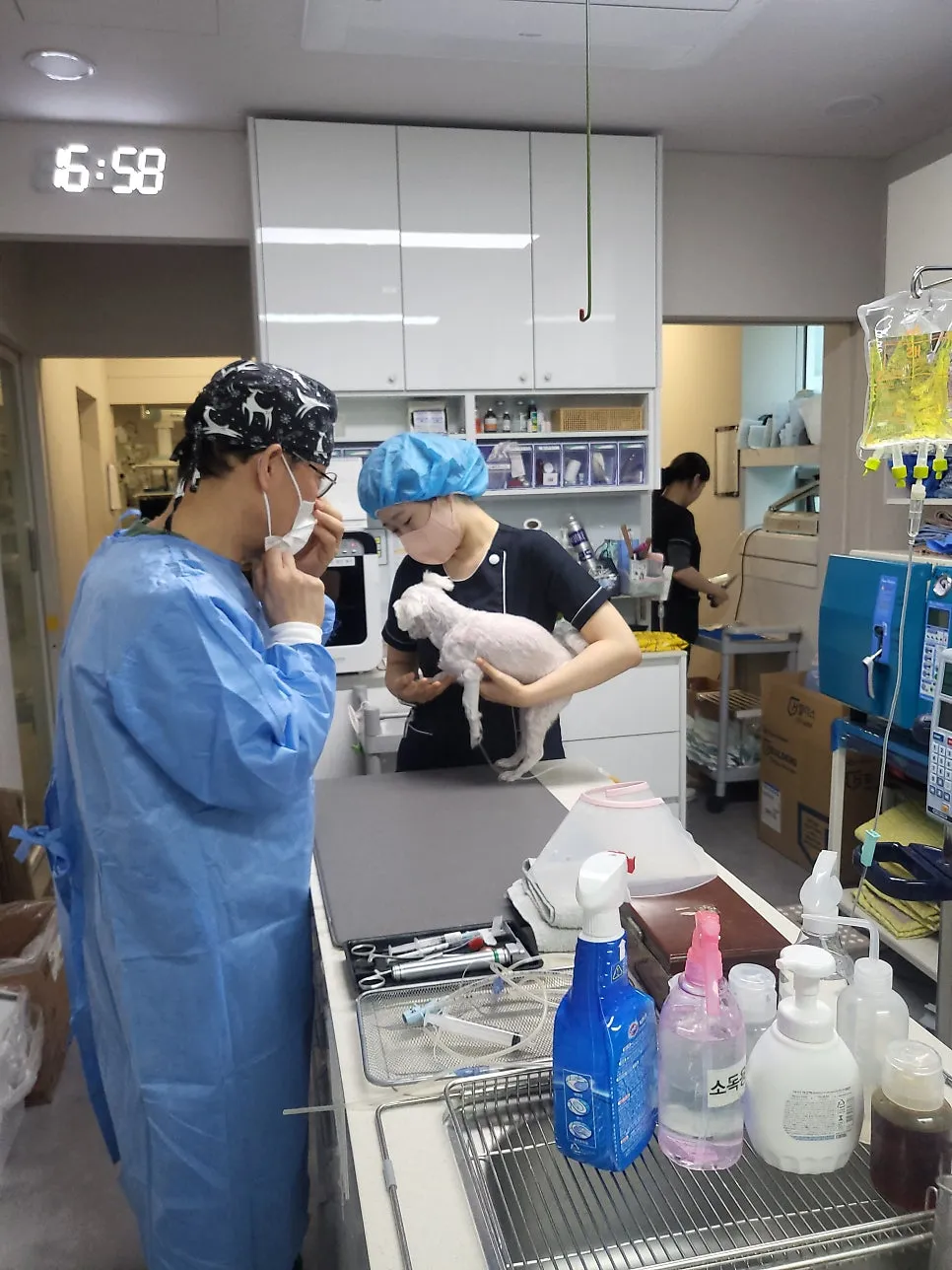 말티즈 강아지 스케일링, 부산 치과 전문 병원 비용 및 후기 — 사진 10