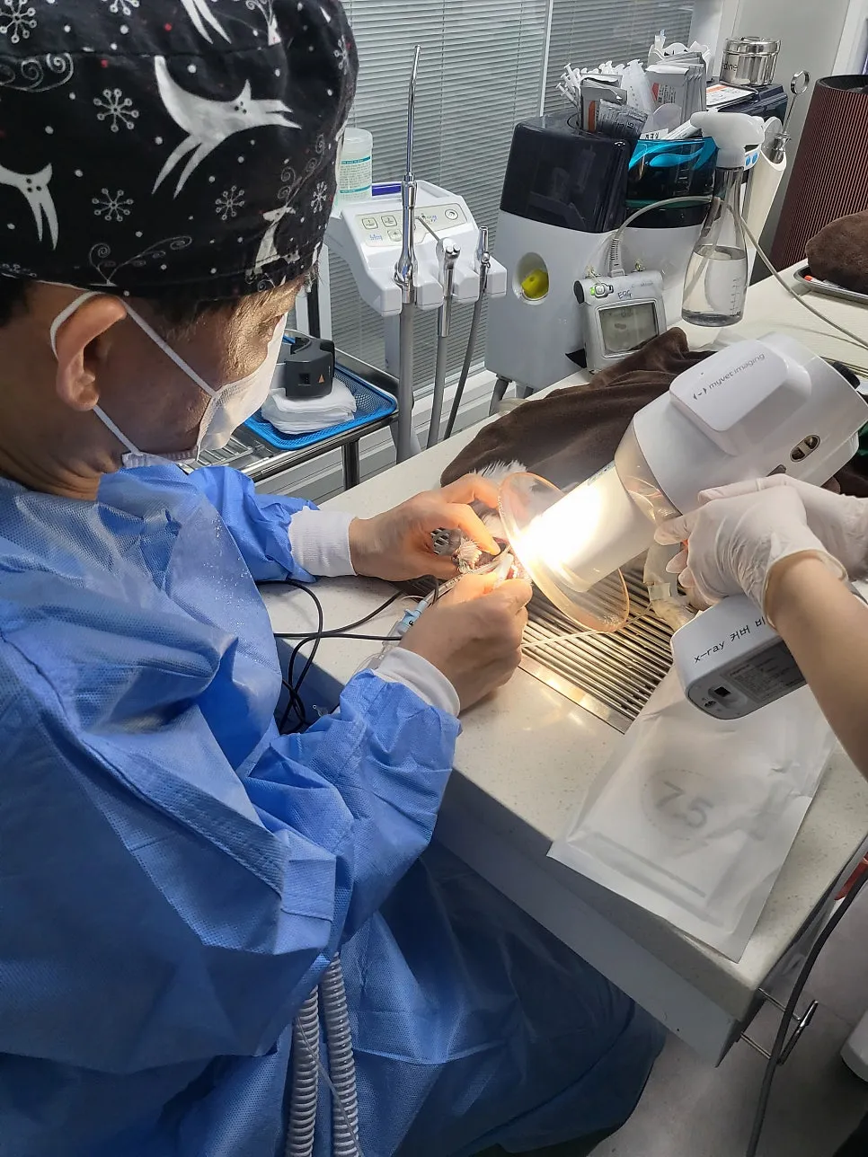 말티즈 강아지 스케일링, 부산 치과 전문 병원 비용 및 후기 — 사진 15