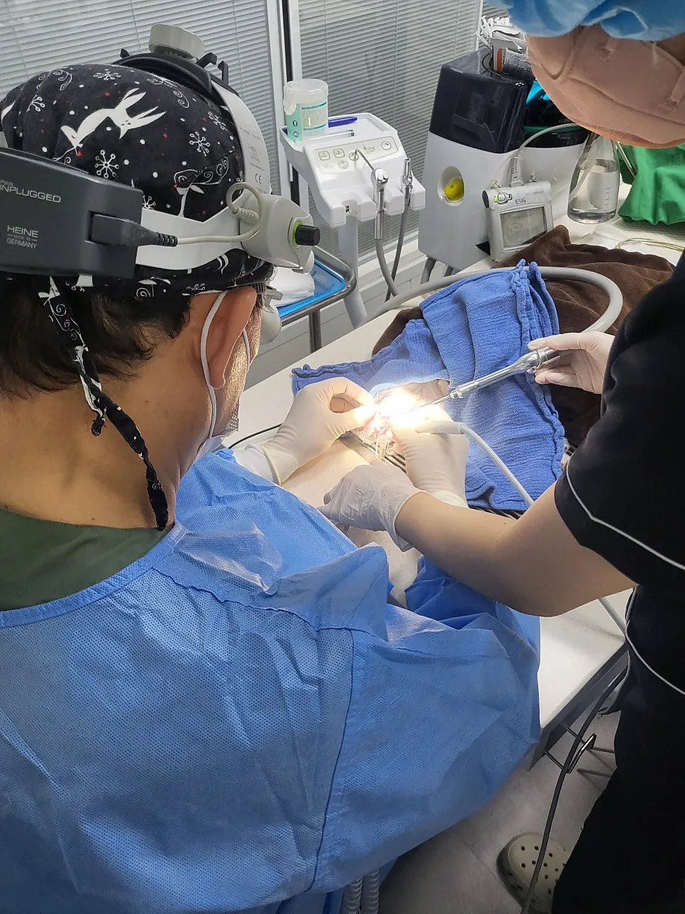 말티즈 강아지 스케일링, 부산 치과 전문 병원 비용 및 후기 — 사진 17