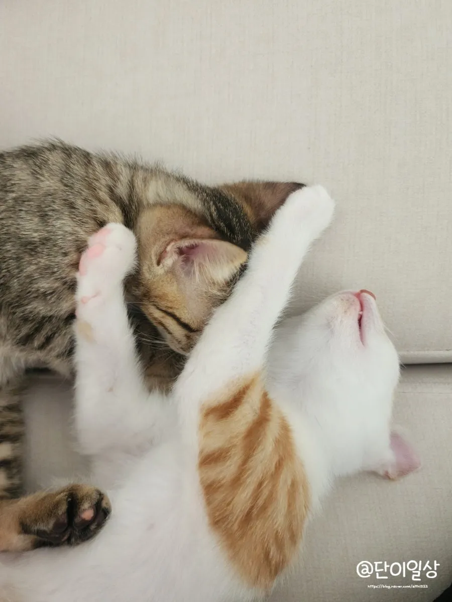 창원 고양이 2차 접종, 유니온동물병원 후기 및 비용 안내 — 사진 13
