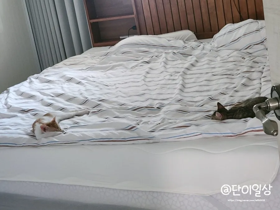 창원 고양이 2차 접종, 유니온동물병원 후기 및 비용 안내 — 사진 14