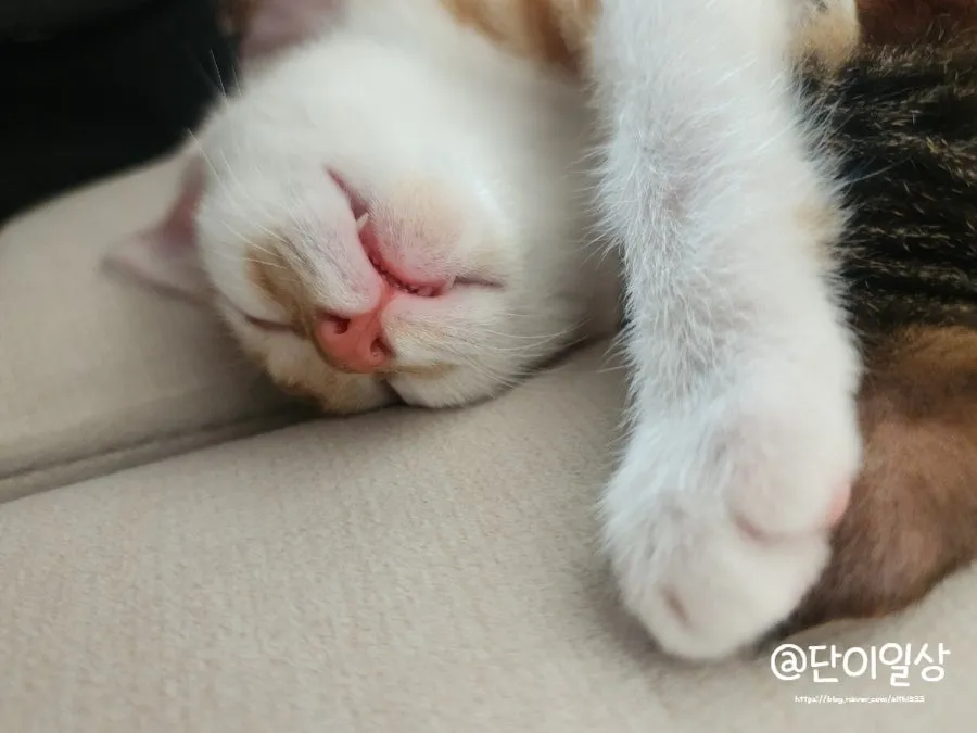 창원 고양이 2차 접종, 유니온동물병원 후기 및 비용 안내 — 사진 15