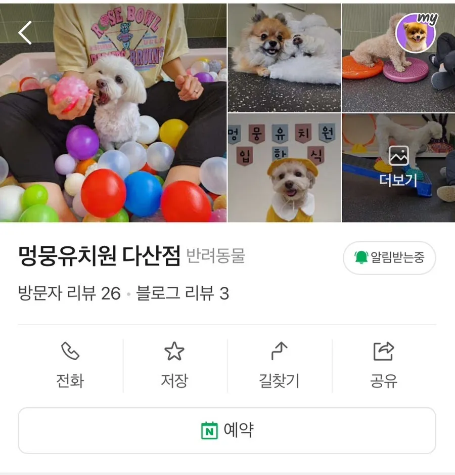 다산역 멍뭉 유치원: 강아지 사회화·놀이 체험 후기