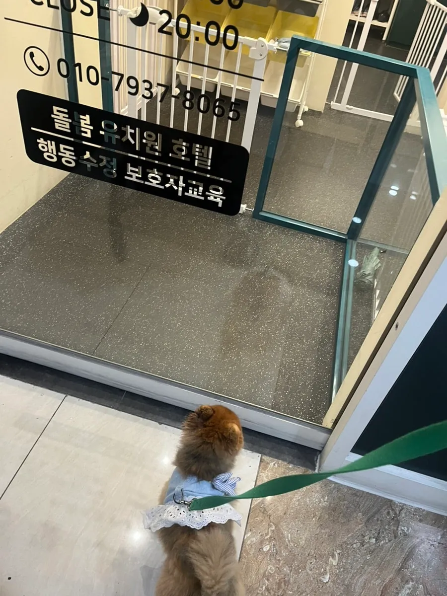 다산역 멍뭉 유치원: 강아지 사회화·놀이 체험 후기 — 사진 3