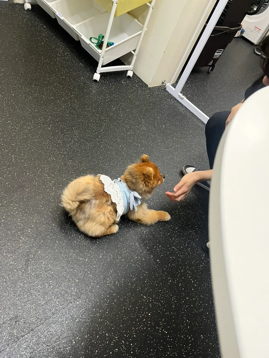 다산역 멍뭉 유치원: 강아지 사회화·놀이 체험 후기 — 사진 5