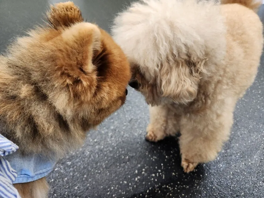 다산역 멍뭉 유치원: 강아지 사회화·놀이 체험 후기 — 사진 15