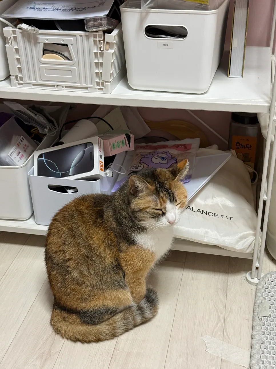 부평 고양이 당뇨·췌장염 24시 동물병원 추천 및 후기 — 사진 3