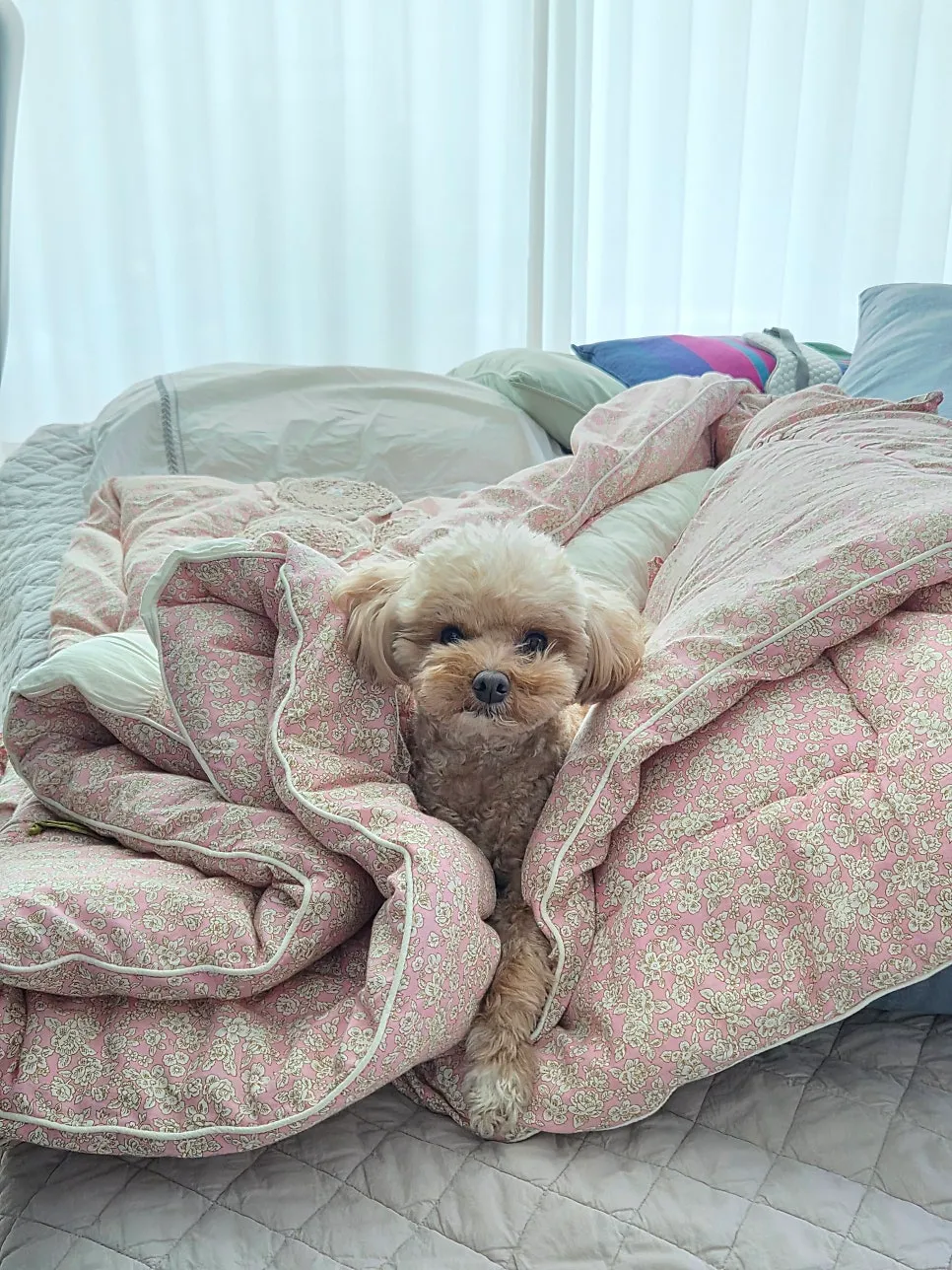 부평 고양이 당뇨·췌장염 24시 동물병원 추천 및 후기 — 사진 11