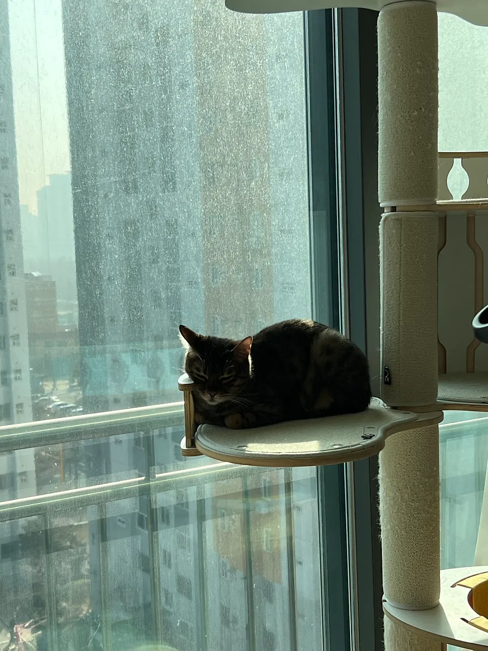 부평 고양이 당뇨·췌장염 24시 동물병원 추천 및 후기 — 사진 14