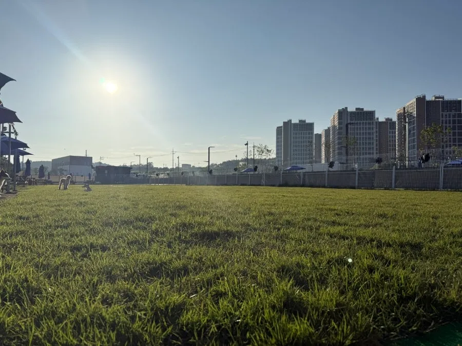 오산 애견유치원 온독, 1500평 잔디서 신나게! 비용·시설 완벽 분석 — 사진 5