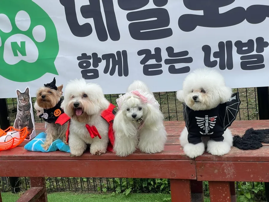말티즈 훈련소 베럴독, 조재호 훈련사 참관 후기 — 사진 2