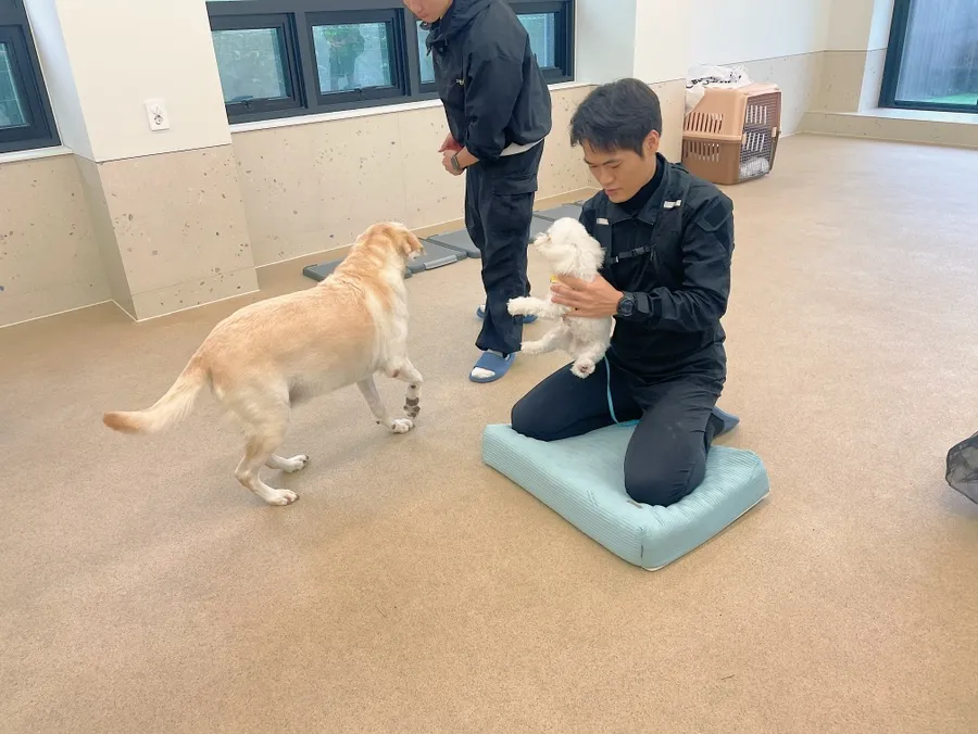 말티즈 훈련소 베럴독, 조재호 훈련사 참관 후기 — 사진 5